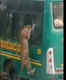 Leopard leaps onto safari bus, stuns tourists at Bannerghatta National Park; watch video here