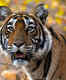 Ranthambore National Park: 25 of 75 tigers are missing