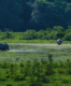 Kaziranga’s Big 5: A safari through Assam’s wildlife wonders