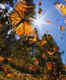 The Great Monarch Butterfly’s Migration: The longest migrations of any insect species