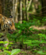 Chhattisgarh all set to get India’s third largest tiger reserve