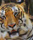 Bihar will soon get its second tiger reserve in Kaimur district