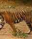 Ranthambore National Park: Call of the wild