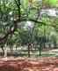 Cubbon Park