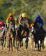 Ooty's Racecourse