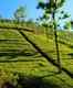 Tea plantation tours