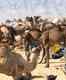 Pushkar Camel Fair