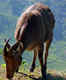 Eravikulam National Park