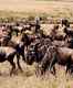 The Serengeti Wildebeest Migration