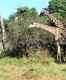 Walking with leopards in South Luangwa