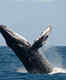 World’s best whale-watching experiences