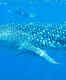 Whale Sharks of Ningaloo Reef