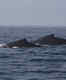 Digby Neck's whale migration