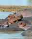 South Luangwa's Hippos and More