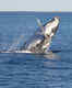 Humpback migration in Hervey Bay