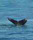 Bay of Fundy's whales