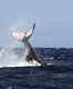 The humpbacks in Tonga