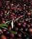 Cretan olive harvest