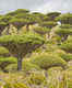 Socotra: the island of strange plants