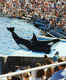 SeaWorld San Diego