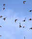 Birding at Point Pelee