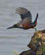 Birds of Kakadu