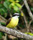 Birds of the Danube Delta