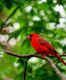 Birdwatching in Tiritiri Matangi