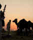 Pushkar Camel Fair