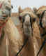 Al Ain camel market