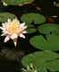 Zilker Botanical Garden