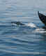 Whale-watching
