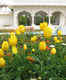Follow a Persian carpet of flowers to Hamilton's Indian Char Bagh Garden