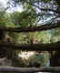 The living root bridges of Cherrapunjee