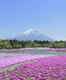 Moss pink blossoms at Hitsujiyama Park