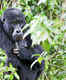 Bwindi Impenetrable National Park