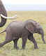 Amboseli National Park