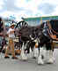 Calgary Stampede