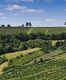 Vineyards in Vienna