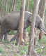 Muthanga Wildlife Sanctuary