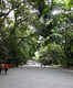 Bask in the calm Meiji Jingu Shrine