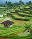 Jatiluwih Rice Terraces