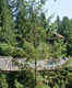 Capilano Suspension Bridge Park