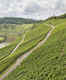 Wines of Mosel