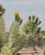 Cactus Garden