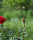 Zakir Hussain Rose Garden