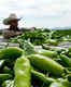 Tasting the green chile at its culinary best