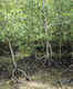 Mangroves at Kilim Geo Park