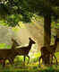 Top 10 wildlife sanctuaries in Odisha