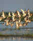 Chilika Wildlife Sanctuary